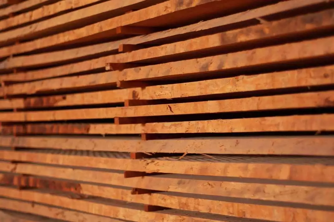 Bois Hetre Tunisie CTB La Commerciale Tunisien du Bois